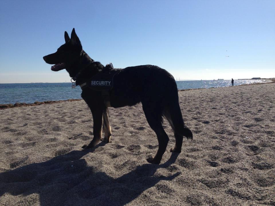 Schæferhund Hajens Krumme billede 10