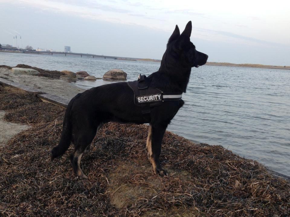 Schæferhund Hajens Krumme billede 11