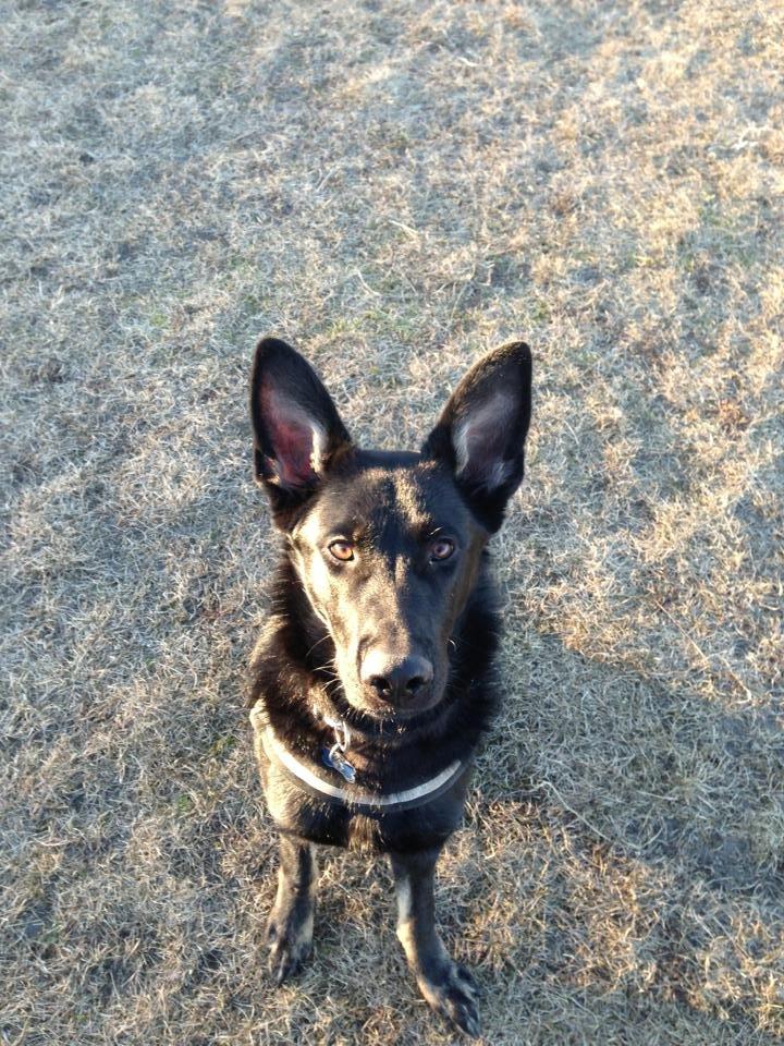 Schæferhund Hajens Krumme billede 12