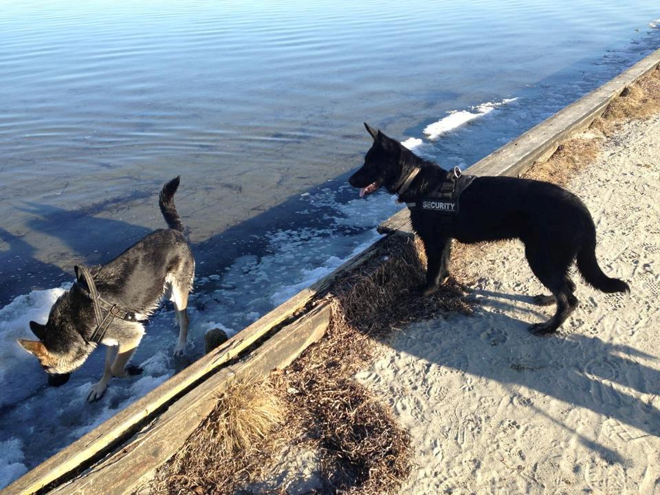 Schæferhund Hajens Krumme billede 13