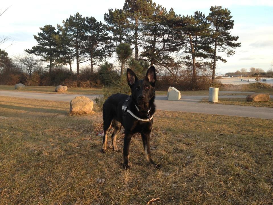 Schæferhund Hajens Krumme billede 14