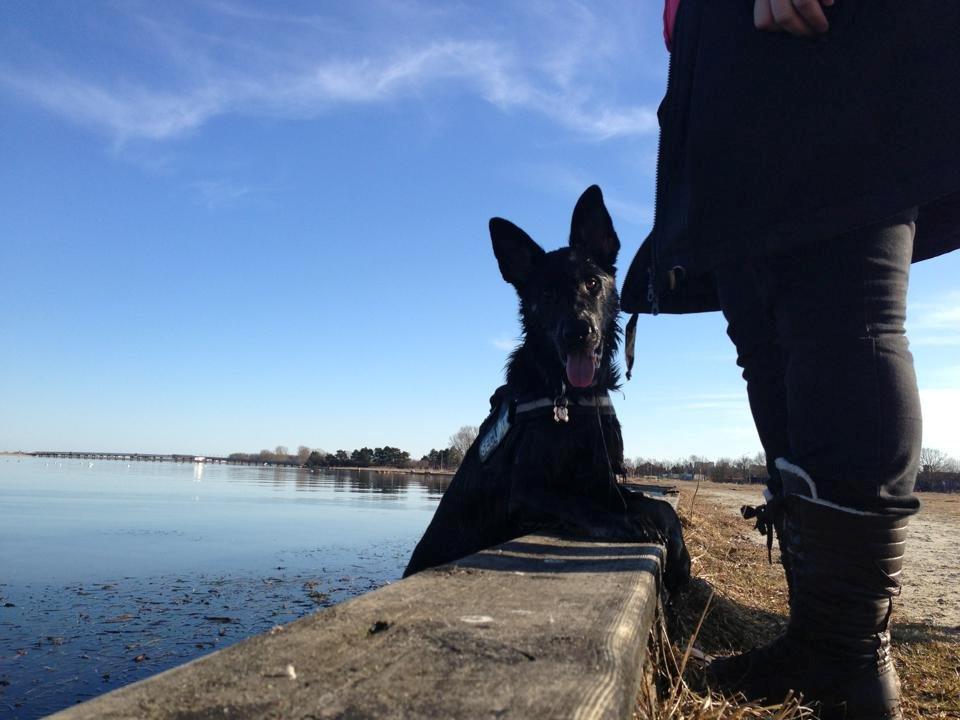 Schæferhund Hajens Krumme billede 15