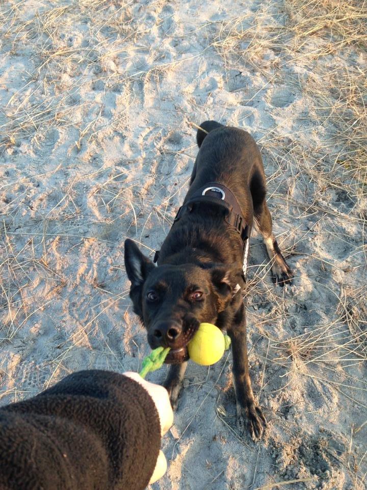 Schæferhund Hajens Krumme billede 17