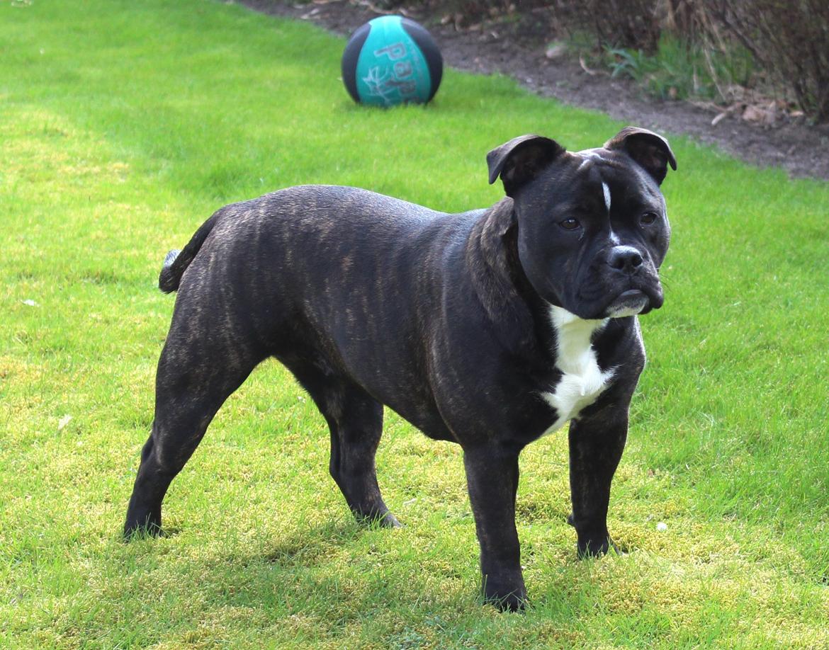 Olde english bulldogge Bodil - 8 mdr billede 8