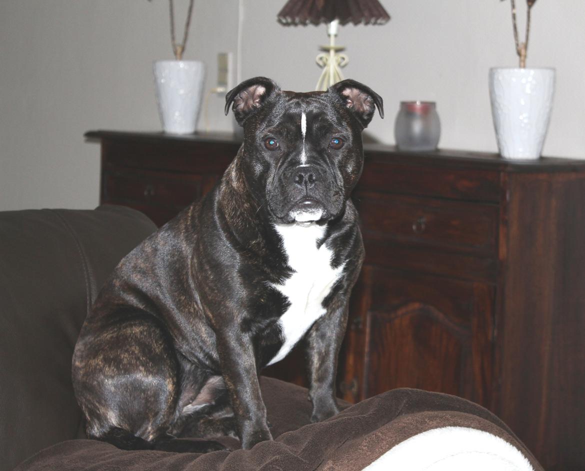 Olde english bulldogge Bodil - 8 mdr. billede 10