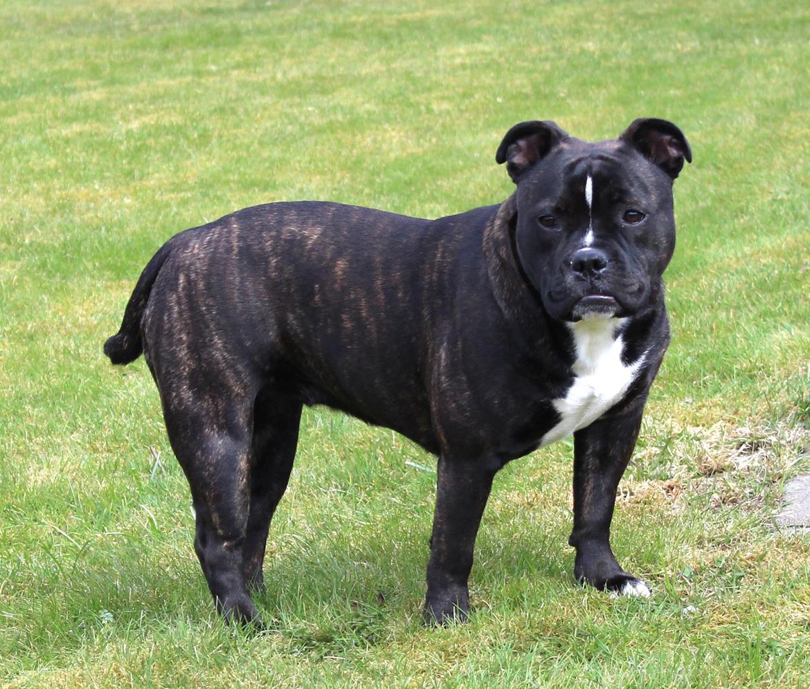 Olde english bulldogge Bodil - 8 mdr. billede 9