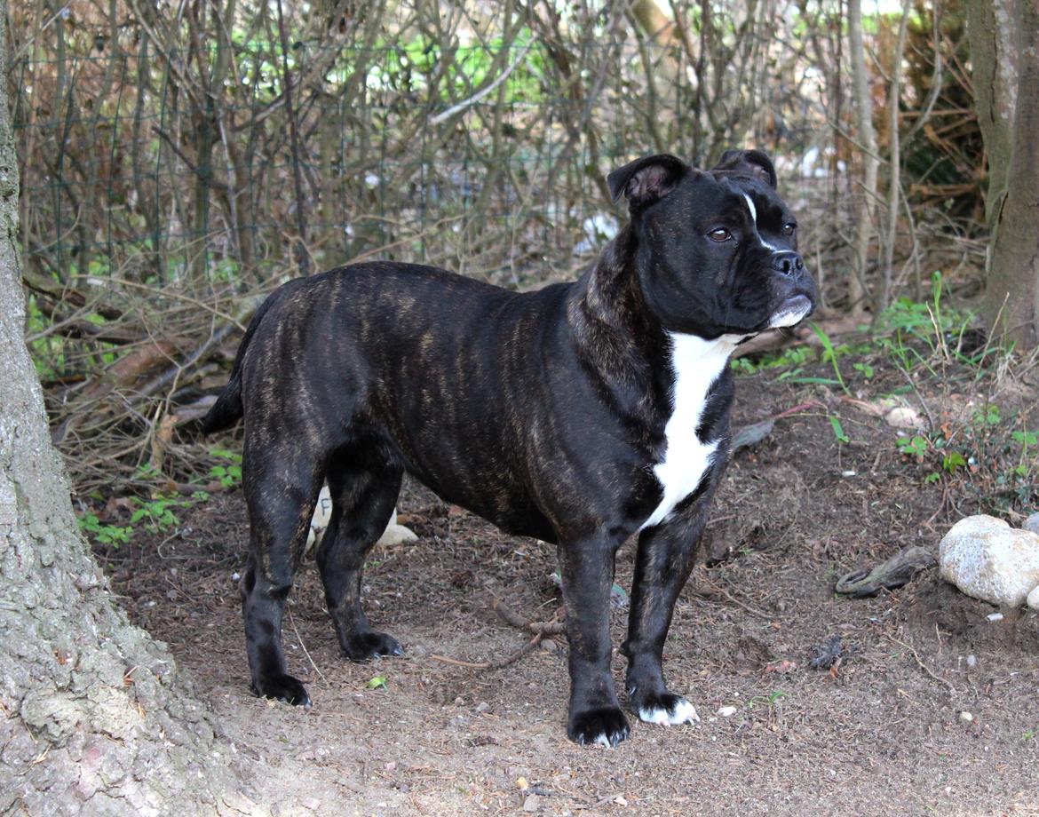 Olde english bulldogge Bodil - 8 mdr. billede 11