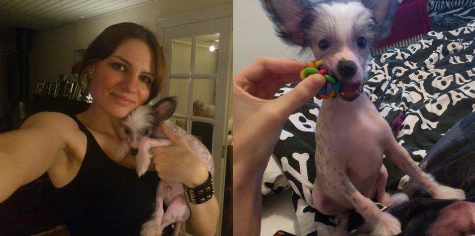 Chinese crested hårløs Spooky billede 17