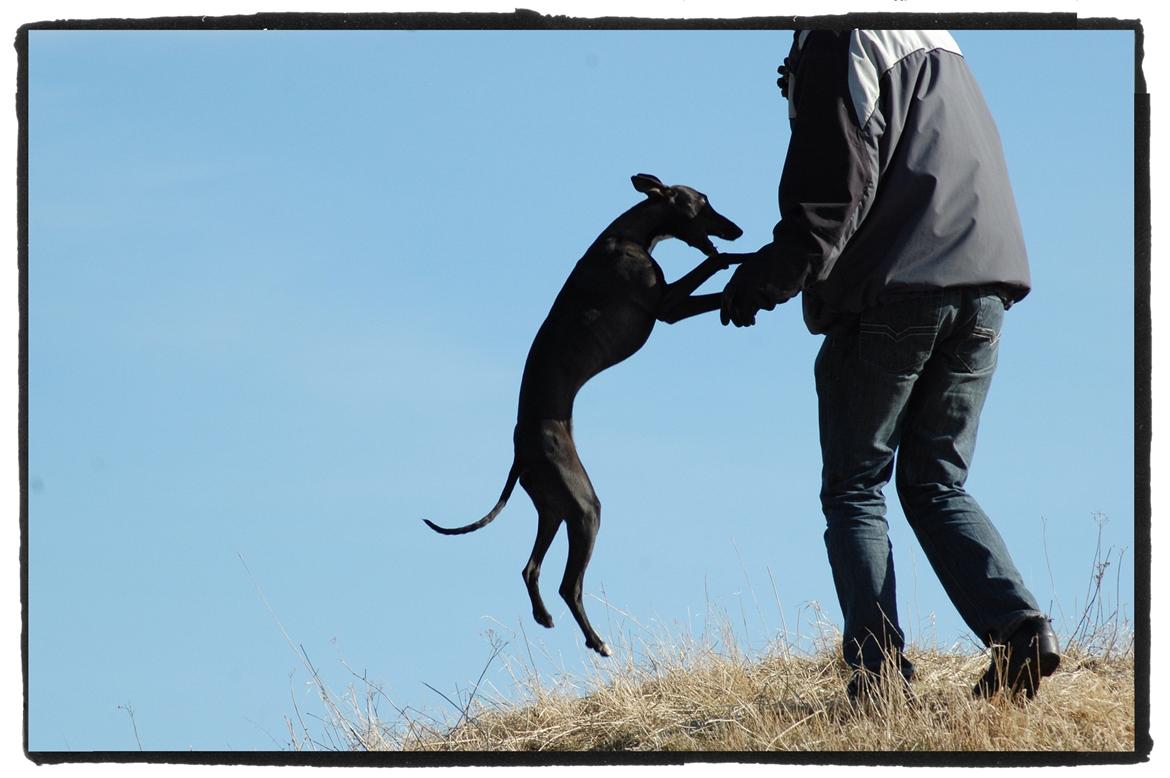 Whippet StarRunners Sadie billede 2