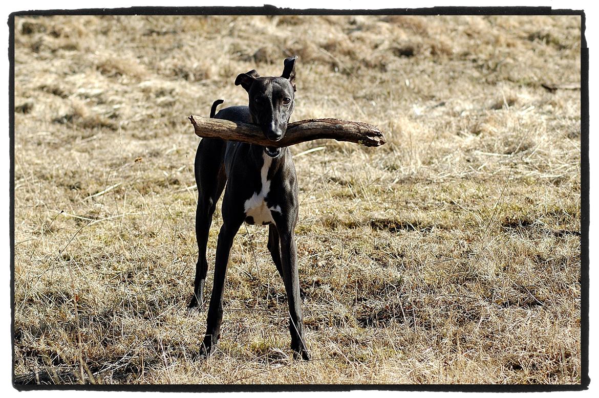 Whippet StarRunners Sadie billede 3