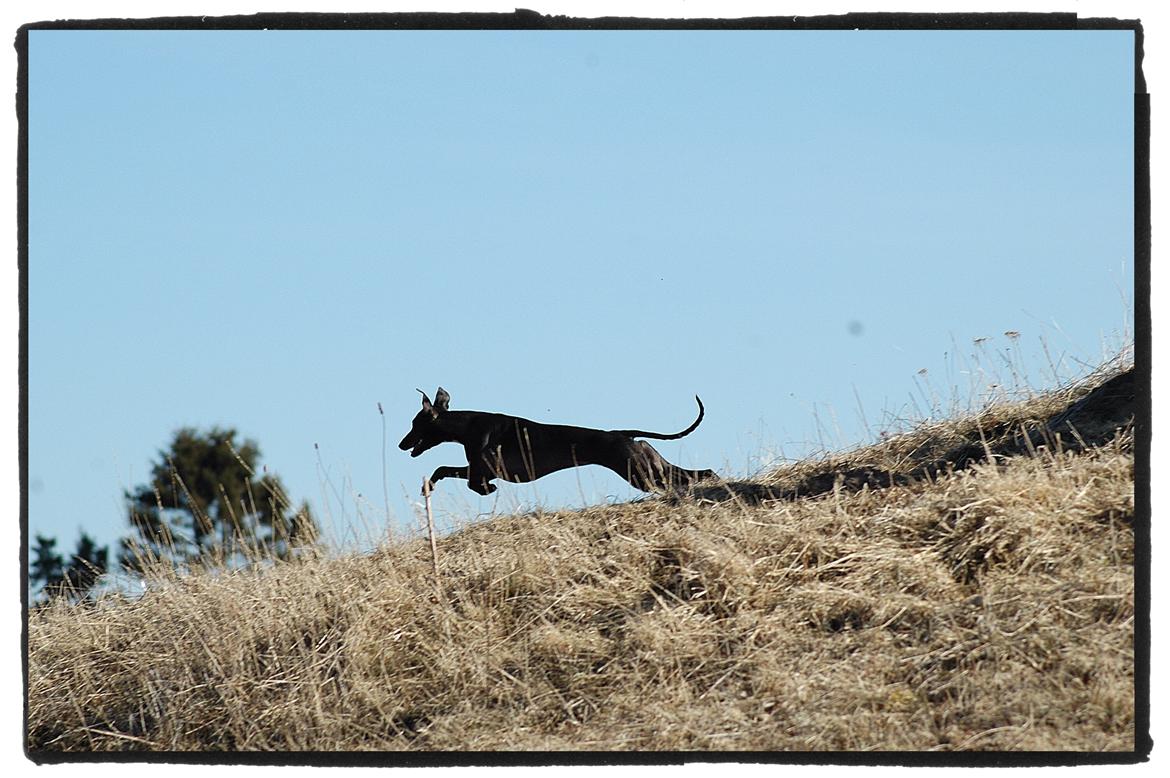 Whippet StarRunners Sadie billede 4