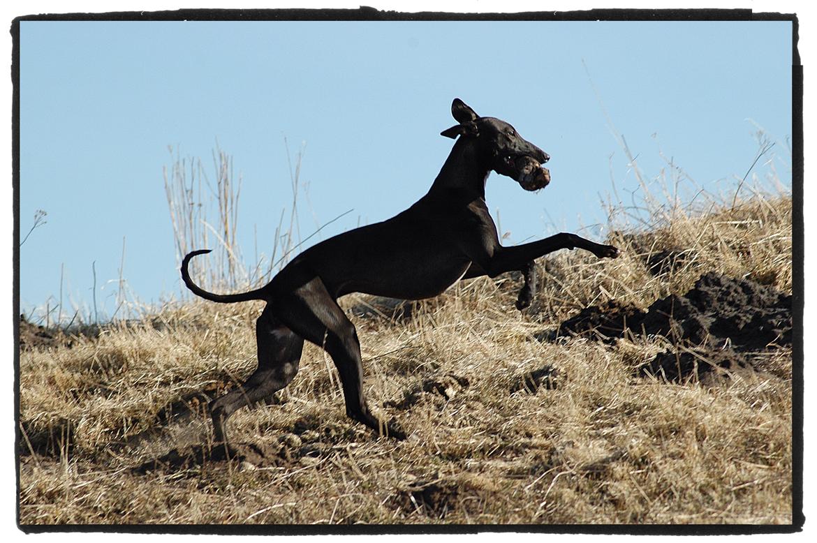Whippet StarRunners Sadie billede 5