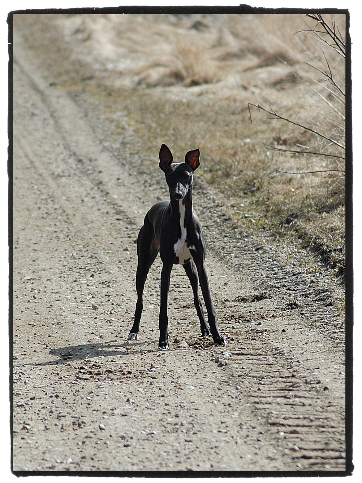 Whippet StarRunners Sadie billede 6