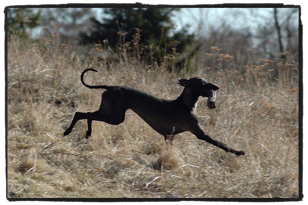 Whippet StarRunners Sadie billede 7