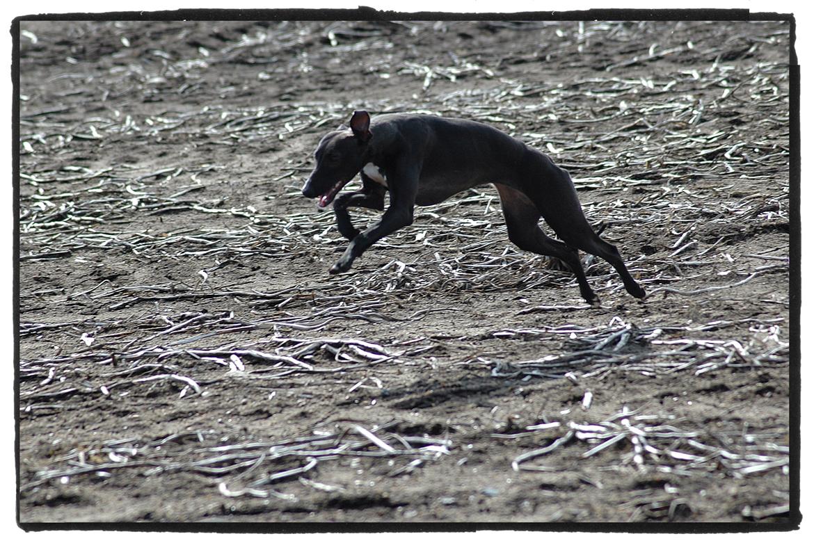 Whippet StarRunners Sadie billede 8