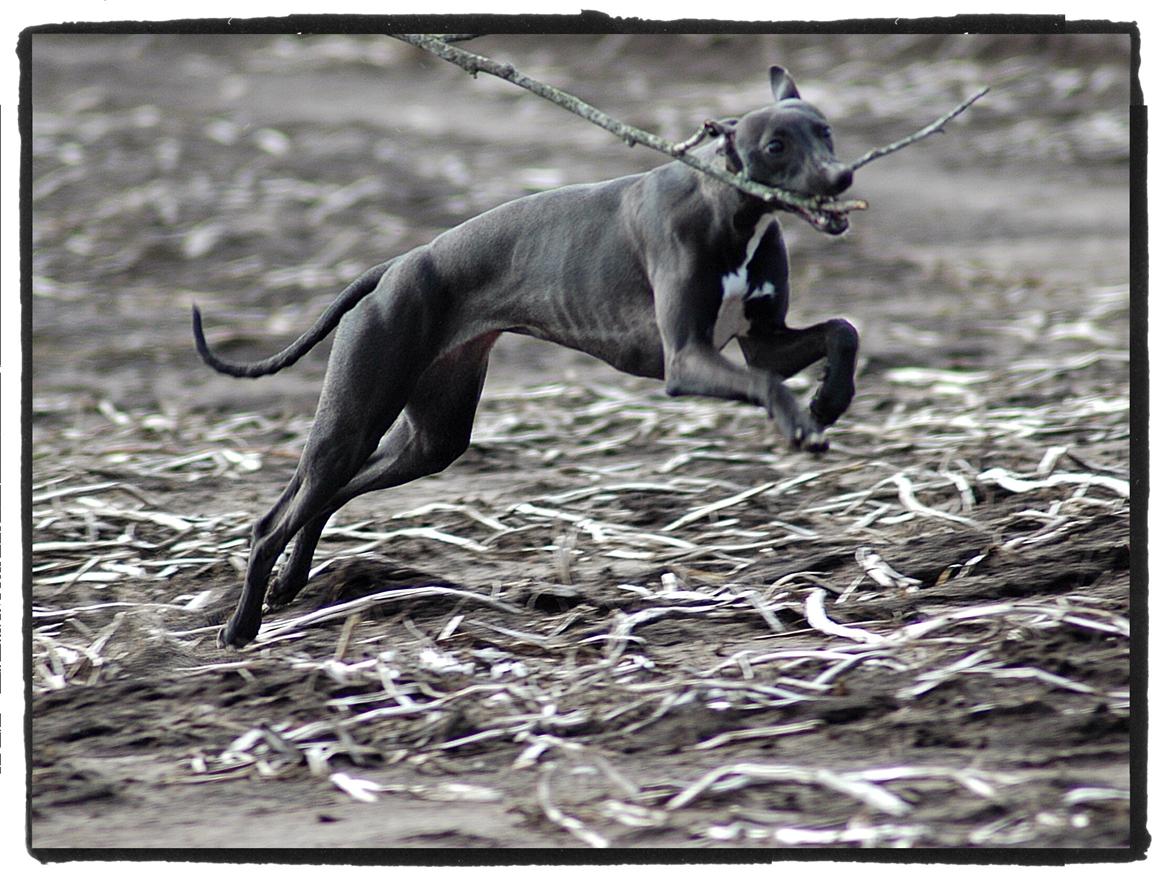 Whippet StarRunners Sadie billede 9