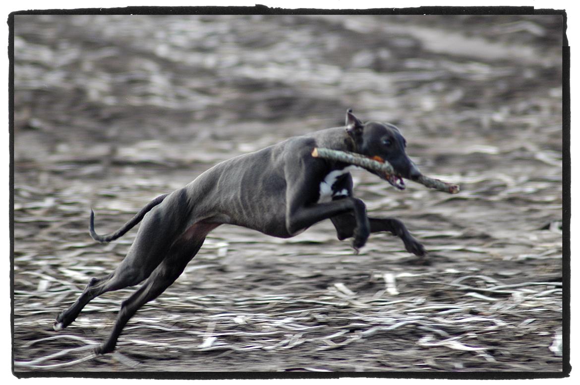 Whippet StarRunners Sadie billede 10