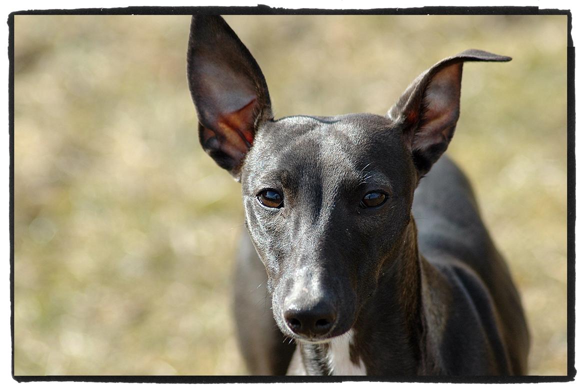 Whippet StarRunners Sadie billede 11