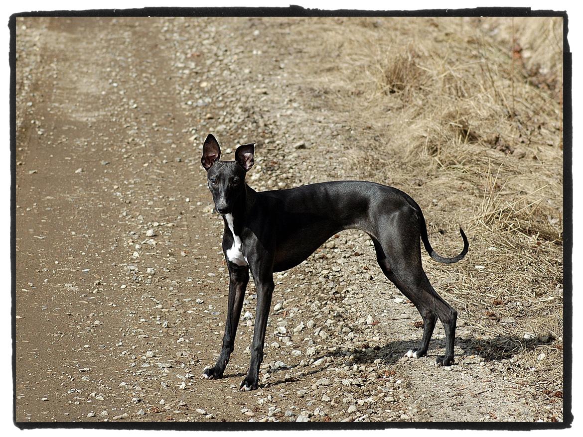 Whippet StarRunners Sadie billede 12