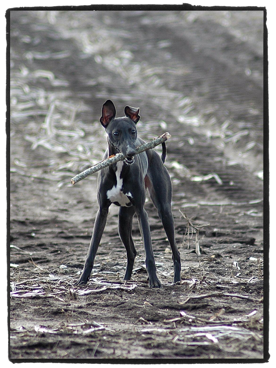 Whippet StarRunners Sadie billede 13