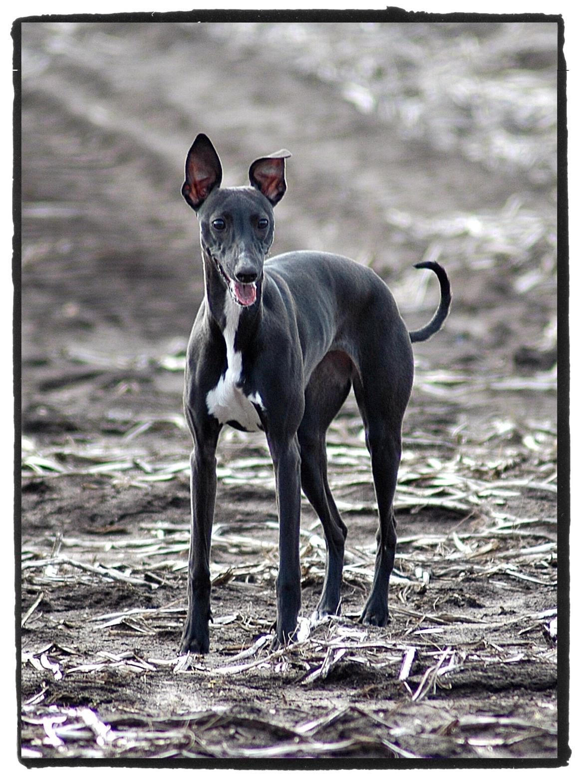 Whippet StarRunners Sadie billede 14