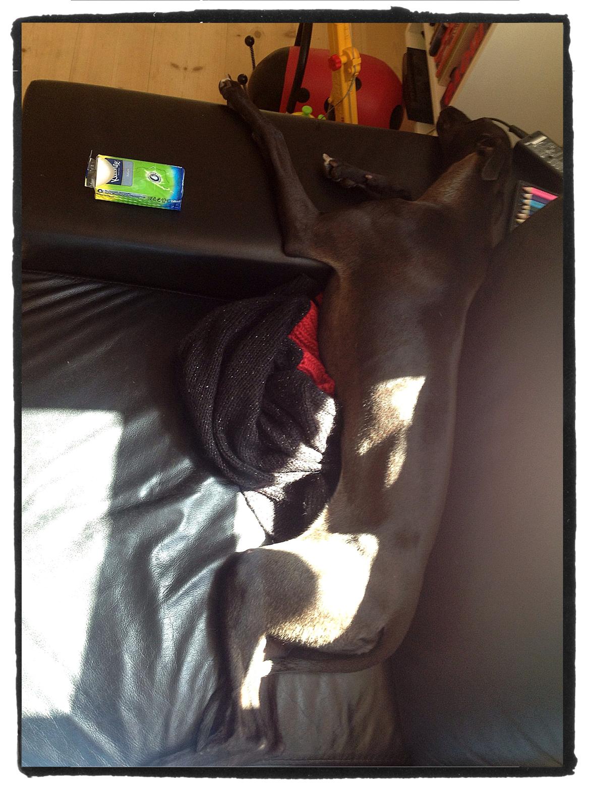 Whippet StarRunners Sadie billede 15