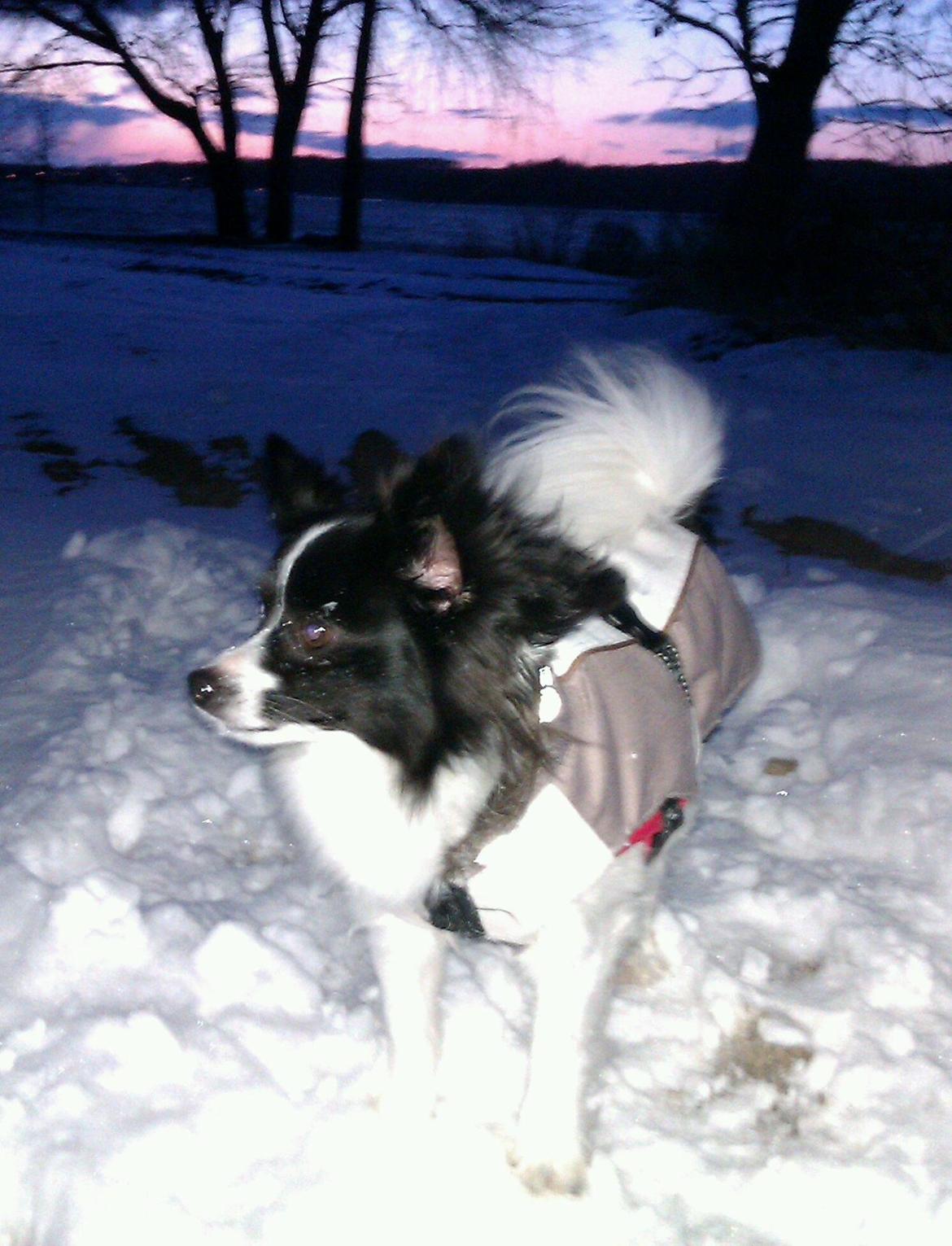 Papillon Tessa billede 1