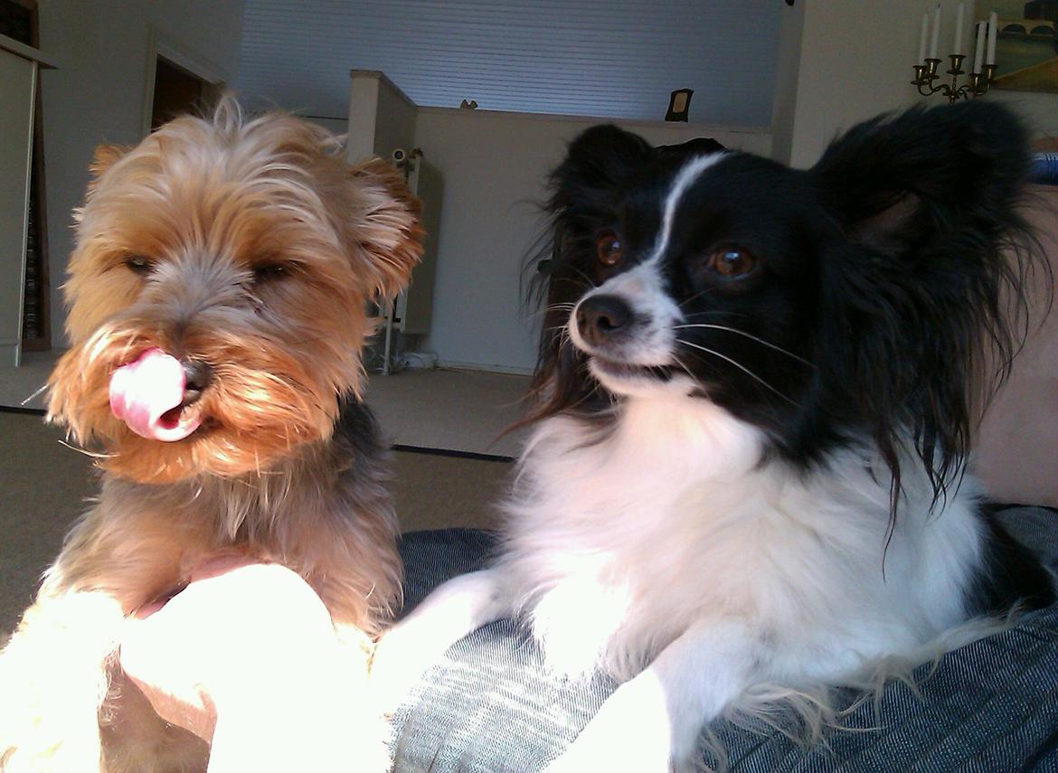 Papillon Tessa billede 3