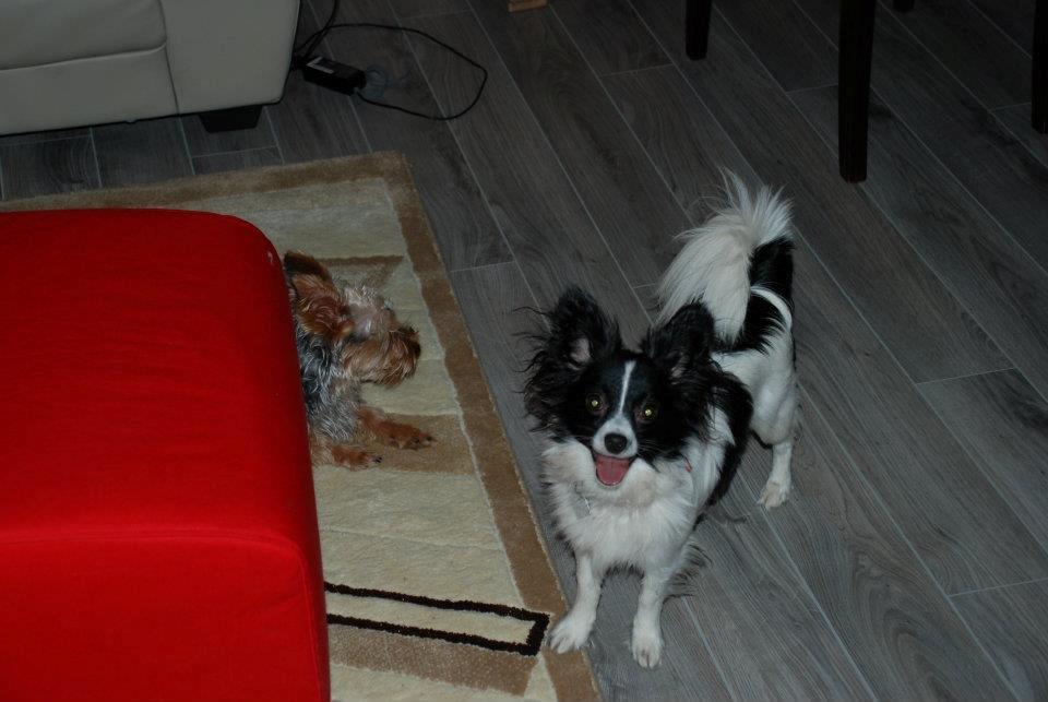 Papillon Tessa billede 2