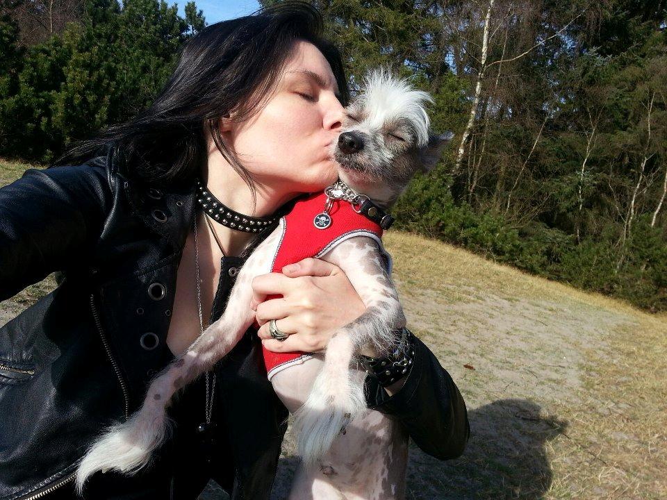 Chinese crested hårløs Spooky billede 31