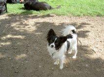 Papillon Tessa billede 5