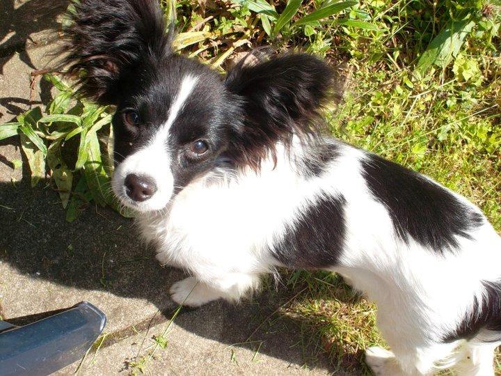 Papillon Tessa billede 6