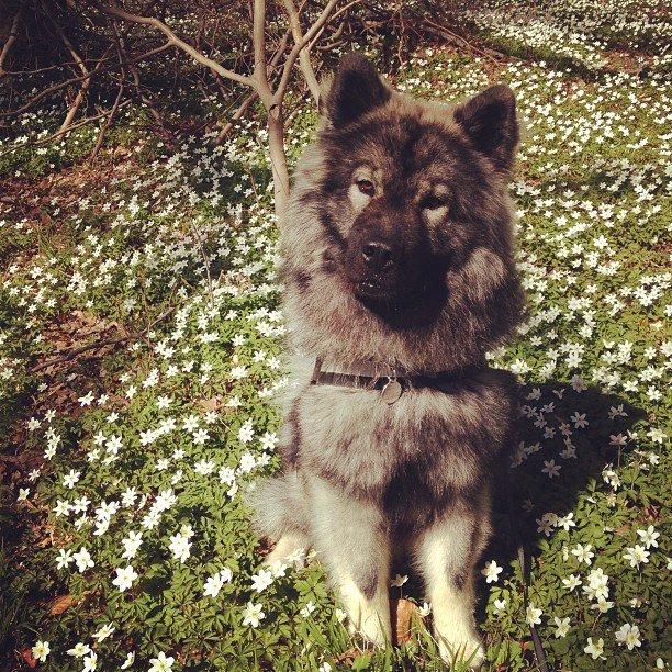 Eurasier Eurasierkrogens Artos (Niiko) - En forårsdag i Geel Skov :-) billede 1