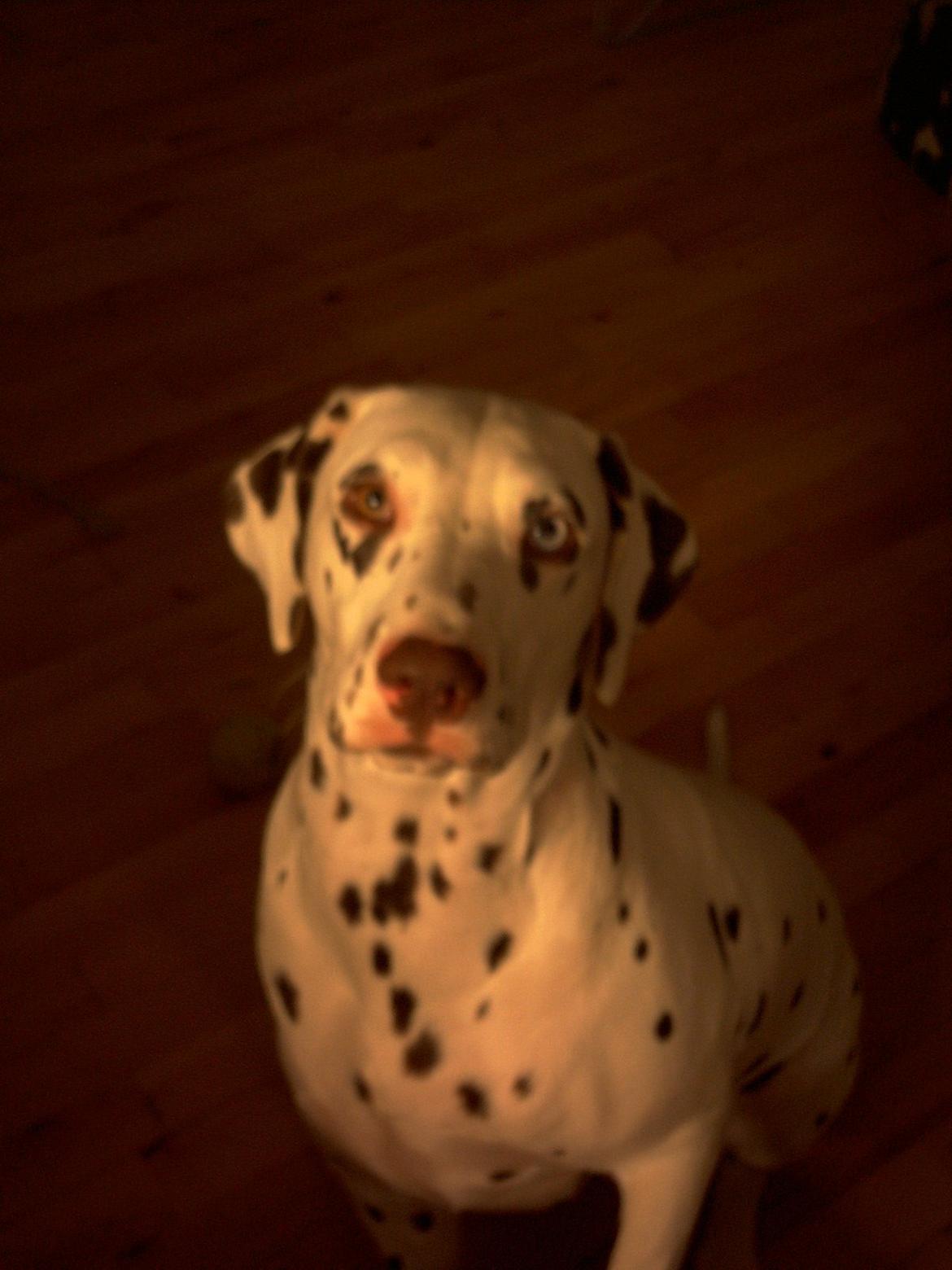 Dalmatiner *Himmelhunden* Thilde billede 1