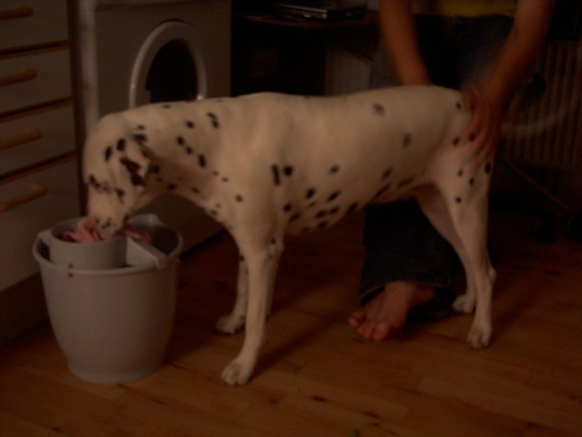 Dalmatiner *Himmelhunden* Thilde billede 4