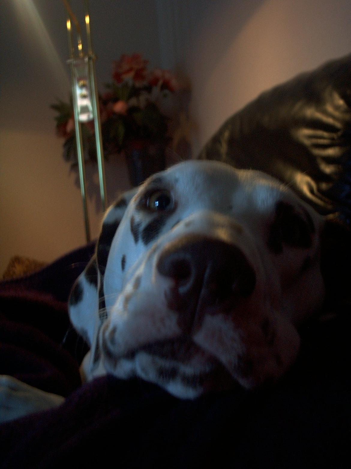 Dalmatiner *Himmelhunden* Thilde billede 6