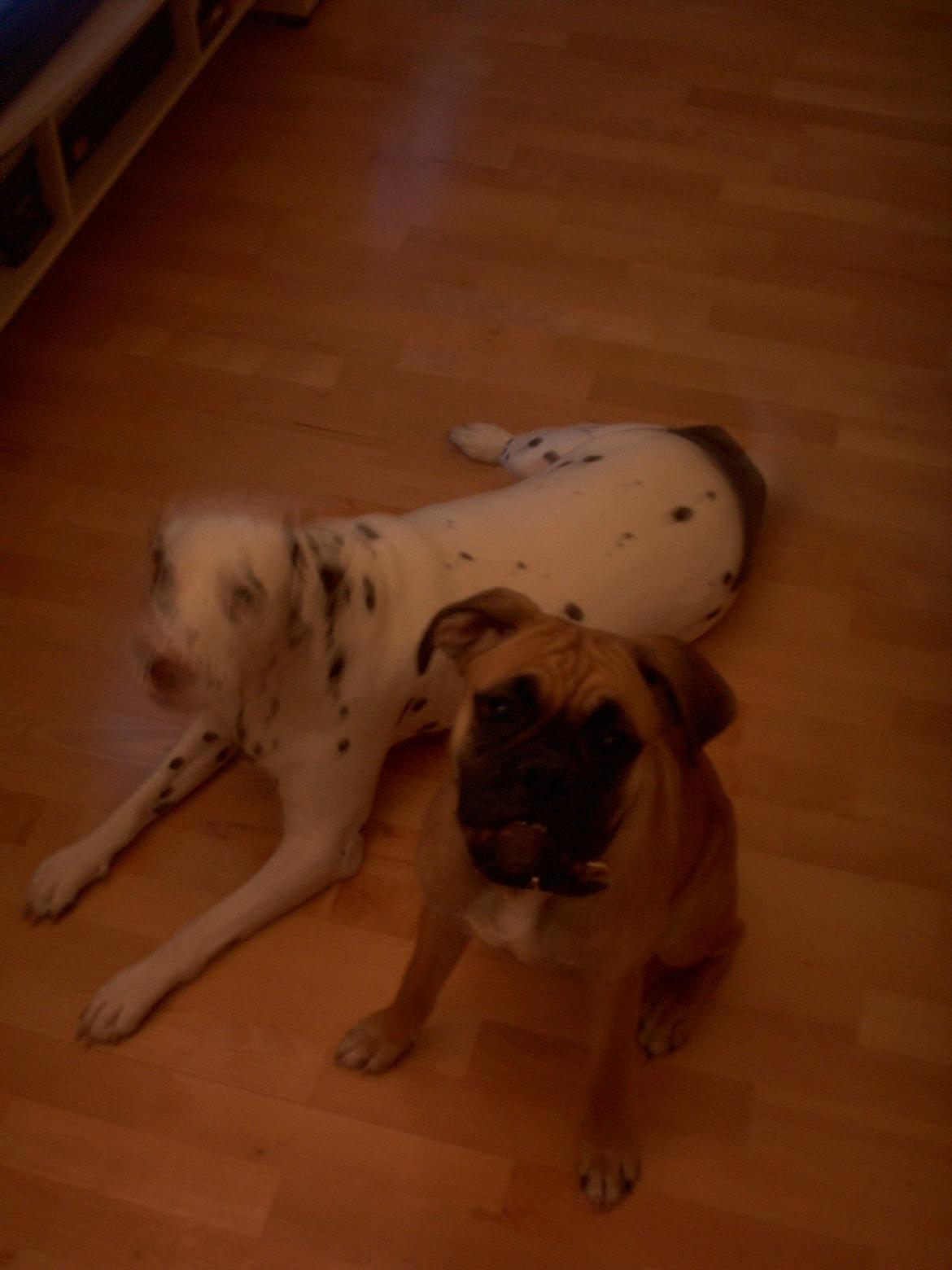 Dalmatiner *Himmelhunden* Thilde billede 10