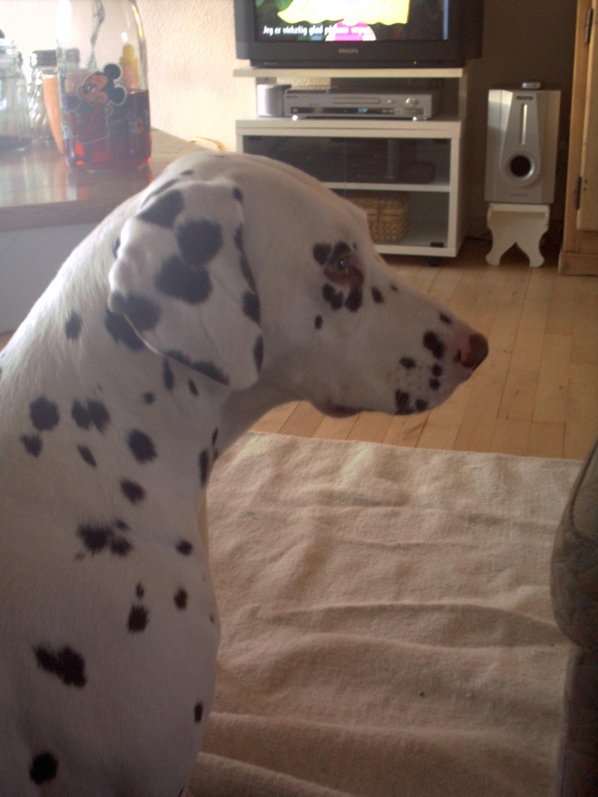 Dalmatiner *Himmelhunden* Thilde billede 11