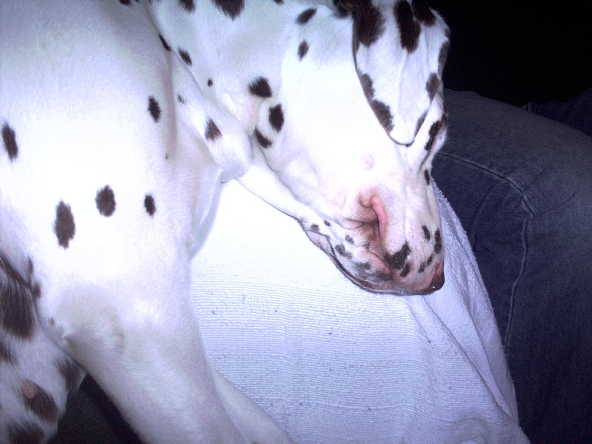 Dalmatiner *Himmelhunden* Thilde billede 12