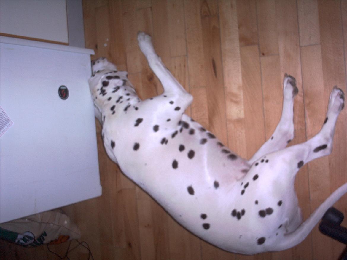 Dalmatiner *Himmelhunden* Thilde billede 13