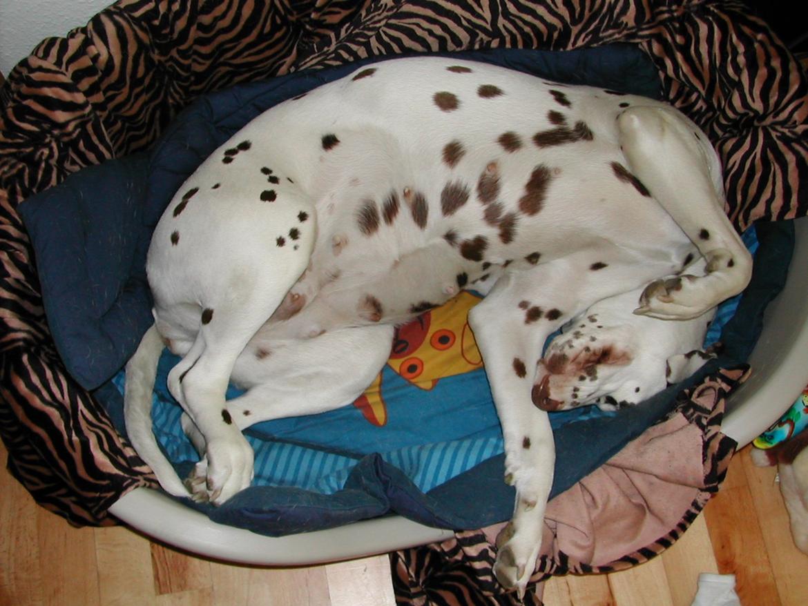 Dalmatiner *Himmelhunden* Thilde billede 15