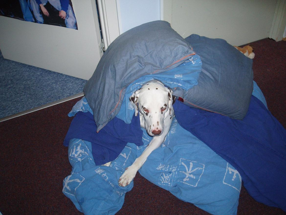 Dalmatiner *Himmelhunden* Thilde billede 16