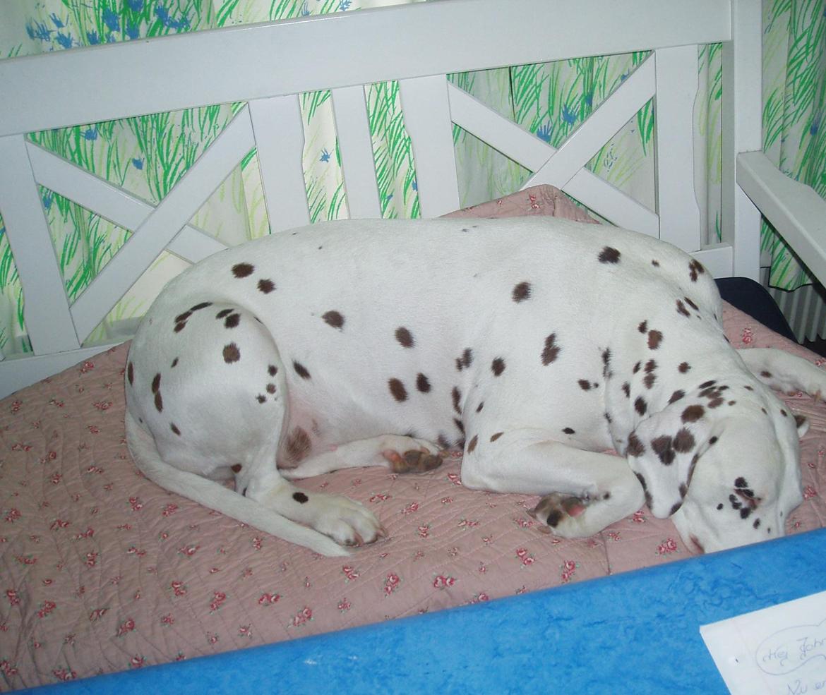Dalmatiner *Himmelhunden* Thilde billede 18