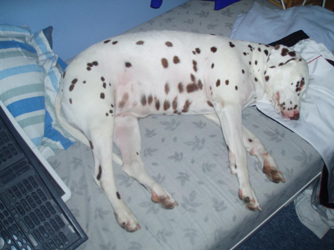 Dalmatiner *Himmelhunden* Thilde billede 19