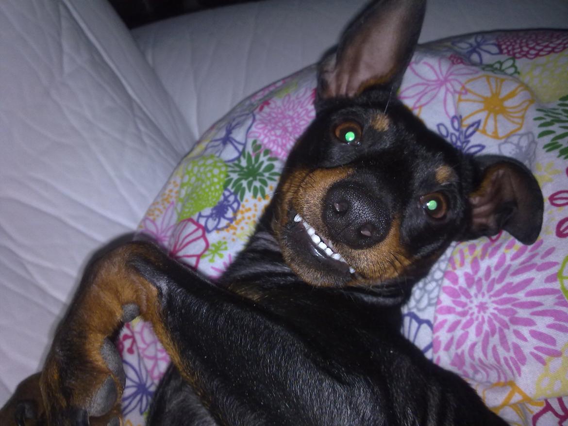 Engelsk toy terrier Rex billede 11