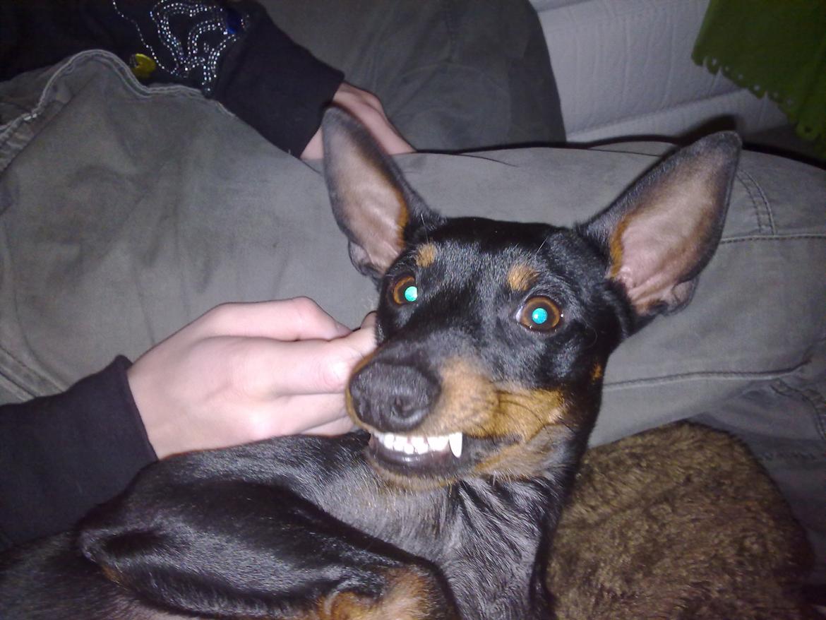 Engelsk toy terrier Rex billede 12