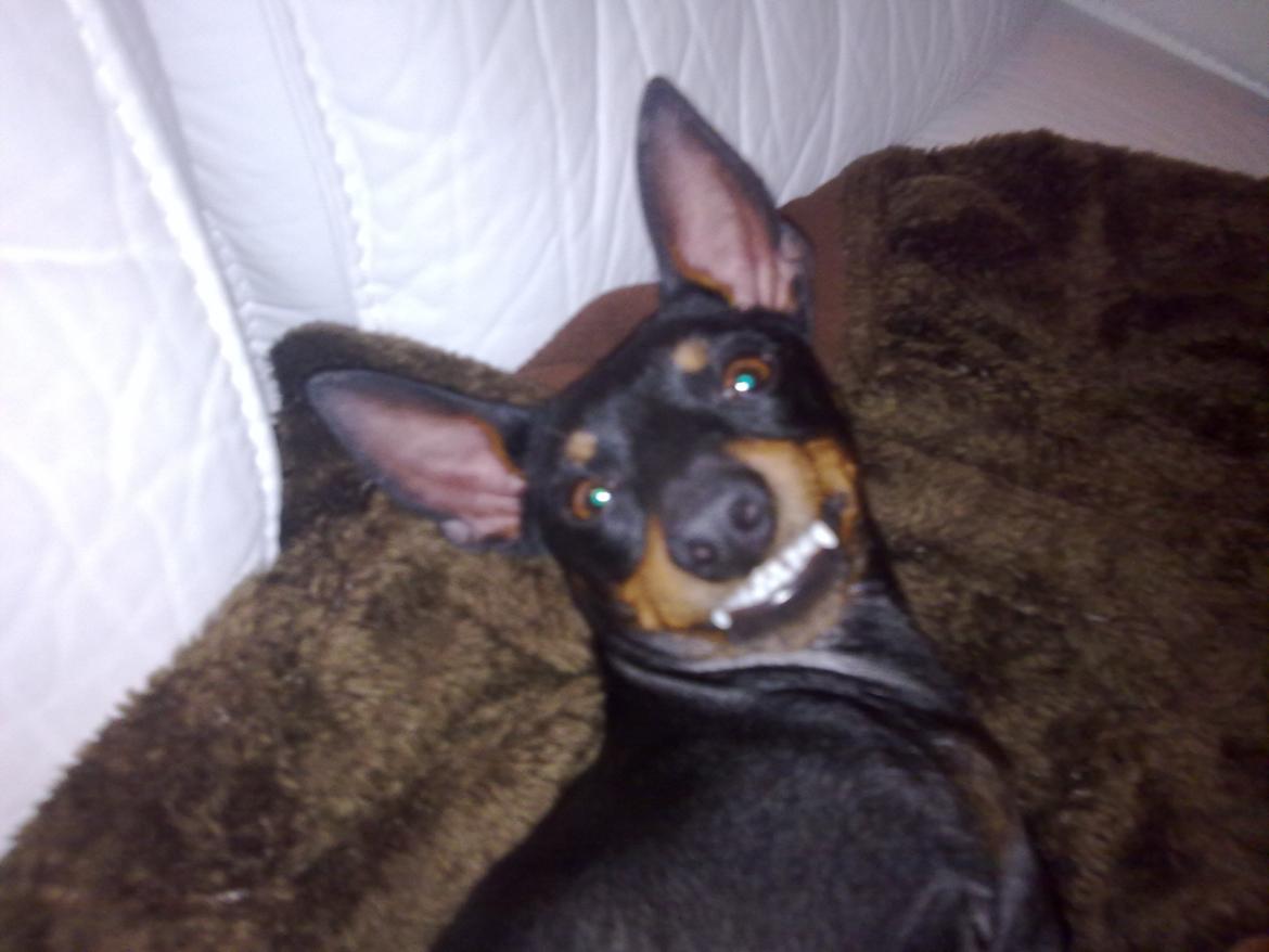 Engelsk toy terrier Rex billede 1