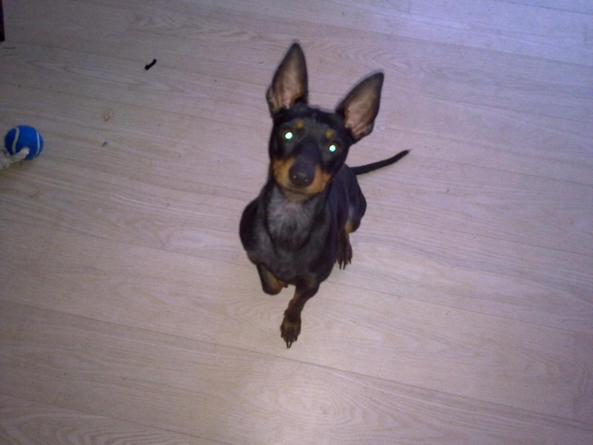 Engelsk toy terrier Rex billede 13