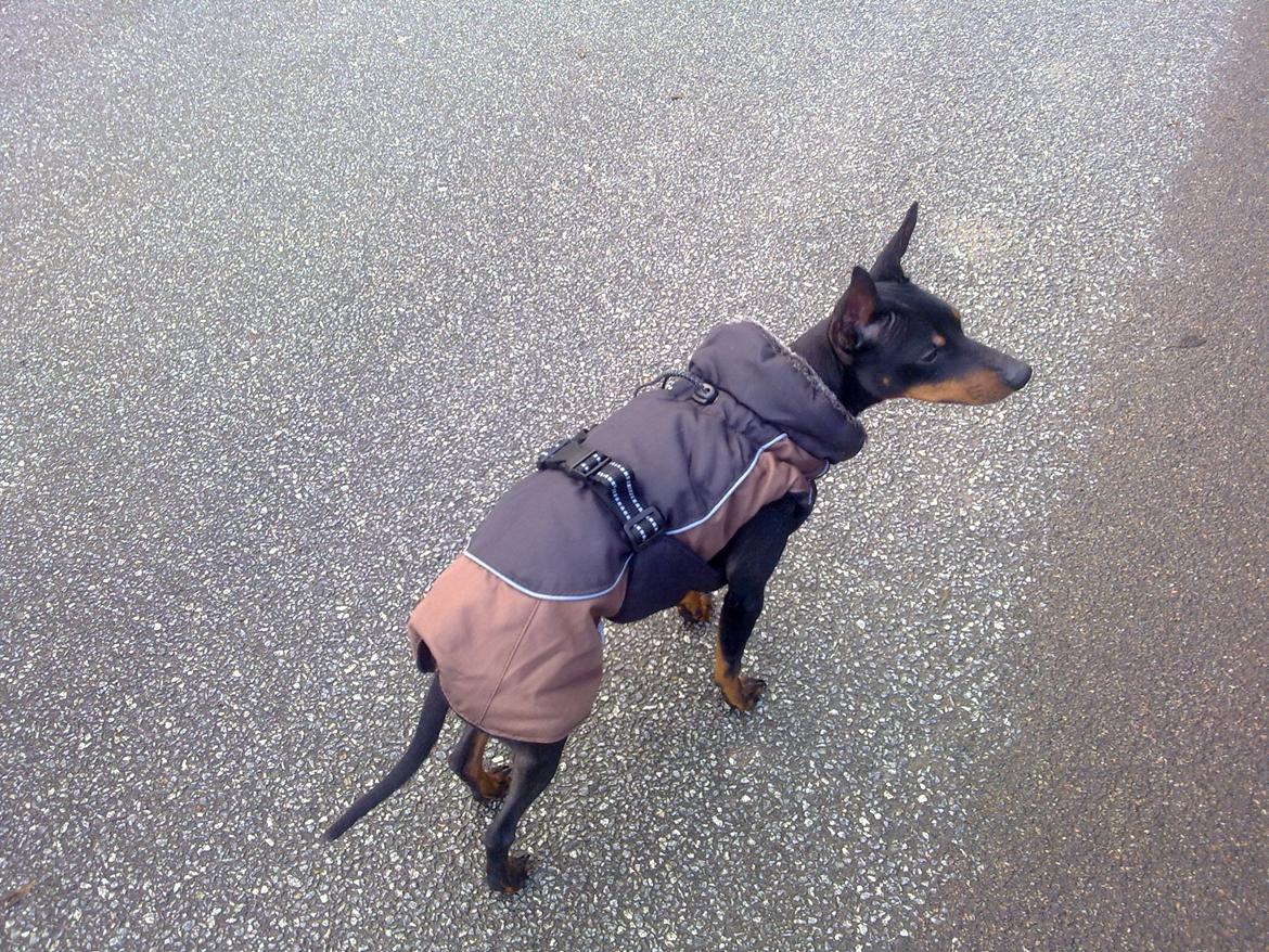 Engelsk toy terrier Rex billede 14