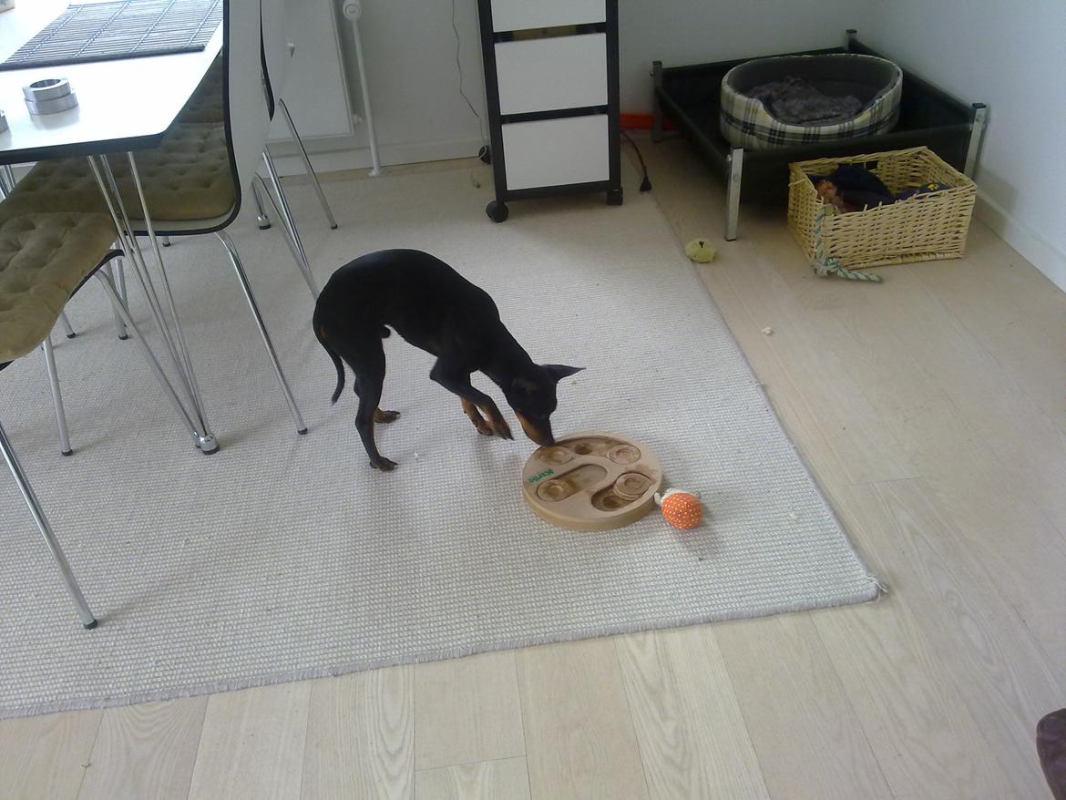 Engelsk toy terrier Rex billede 15